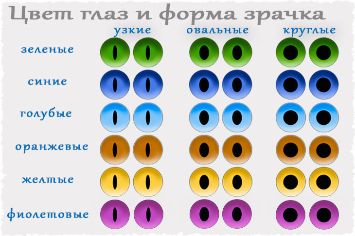 Таблица с цветом глаз и формой зрачка