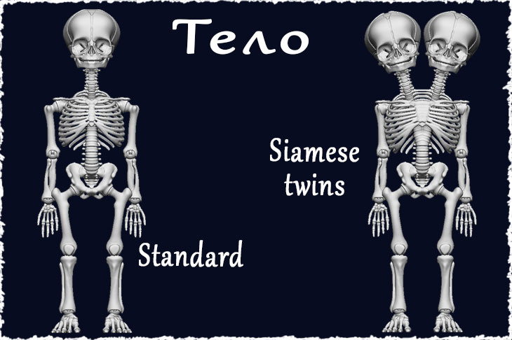 Тело шарнирных скелетов может ыть стандартным или "Симаскими близнецами"
