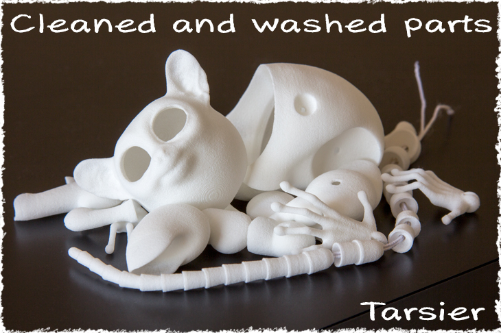 cleaned and washed parts of the ball-jointed Tarsier