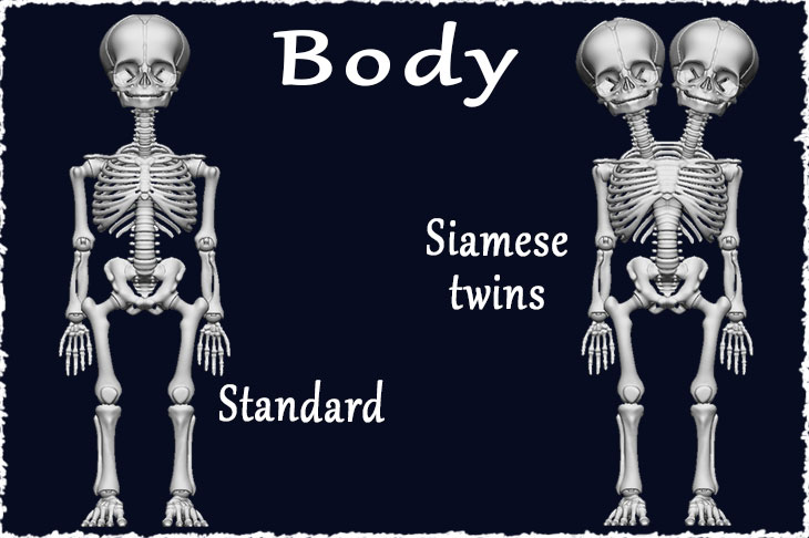 Standard and Siamese twins bodies are available for skeletons.